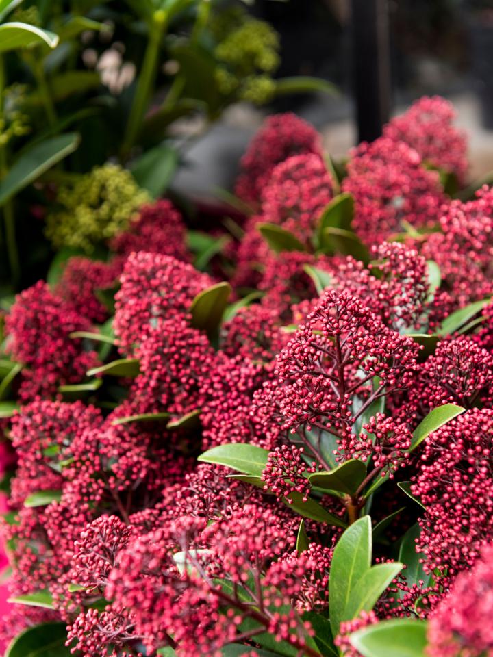 Red winter store flowers